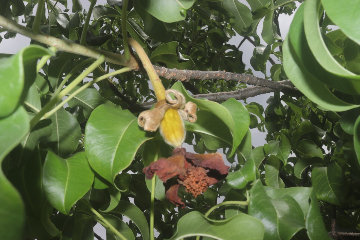 Adansonia digitata L.